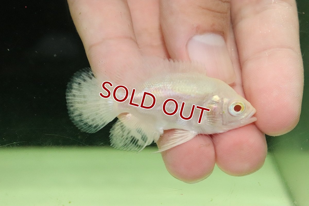 画像2: 【淡水魚】激レア 大特価 アルビノスーパーホワイトオスカー【1匹 サンプル画像】(±5cm)（大型魚）（生体）（熱帯魚）NKO (2)