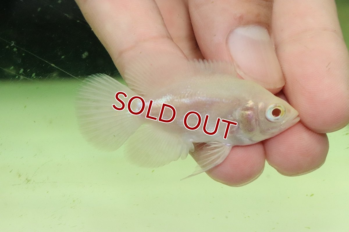 画像3: 【淡水魚】激レア 大特価 アルビノスーパーホワイトオスカー【1匹 サンプル画像】(±5cm)（大型魚）（生体）（熱帯魚）NKO (3)