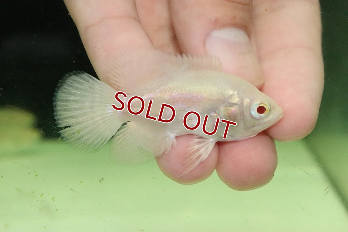 画像4: 【淡水魚】激レア 大特価 アルビノスーパーホワイトオスカー【1匹 サンプル画像】(±5cm)（大型魚）（生体）（熱帯魚）NKO (4)