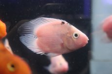 画像1: 【淡水魚】【通販】ハートテール ミックスカラーパロット【1匹 サンプル画像】(±6-7cm)（大型魚）（生体）（熱帯魚）NKO (1)