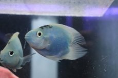 画像2: 【淡水魚】【通販】ハートテール ミックスカラーパロット【1匹 サンプル画像】(±6-7cm)（大型魚）（生体）（熱帯魚）NKO (2)