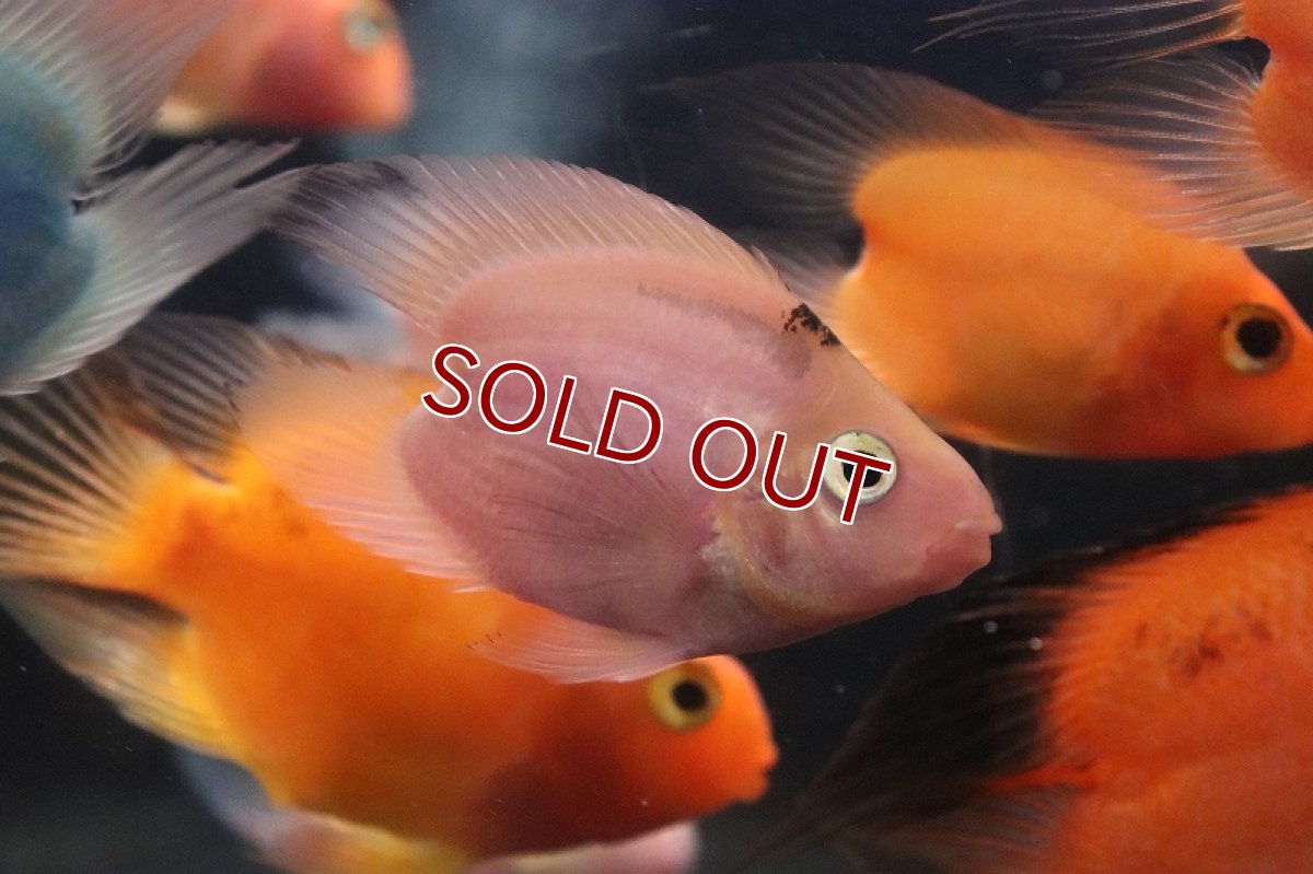 画像3: 【淡水魚】ハートテール ミックスカラーパロット【1匹 サンプル画像】(±6-7cm)（大型魚）（生体）（熱帯魚）NKO (3)