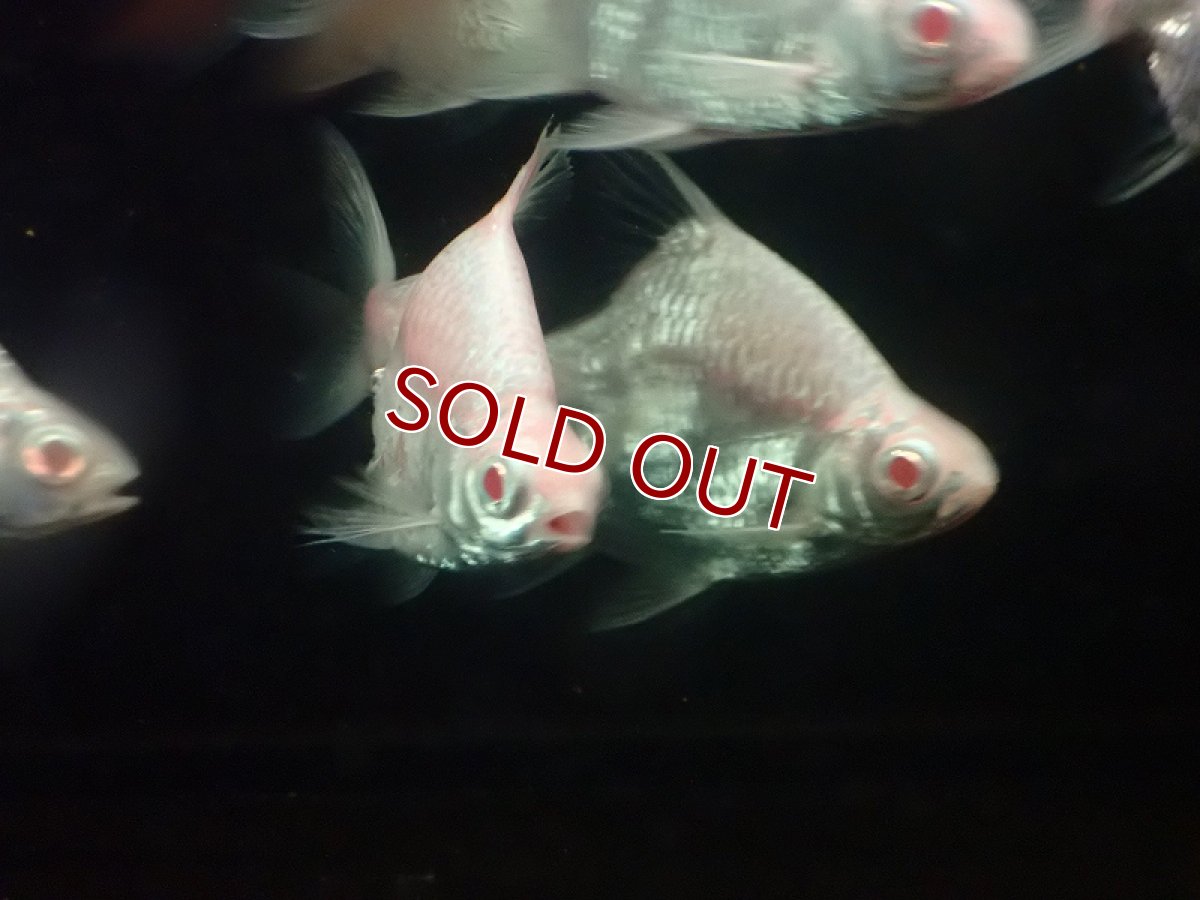 画像2: 【淡水魚】レア種 プラチナ ショートボディ アルビノバルブ【1匹 サンプル画像】(±7-10cm)（大型魚）（生体）（熱帯魚）NKO (2)