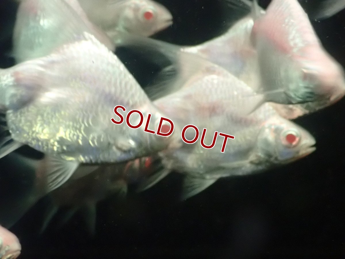 画像3: 【淡水魚】レア種 プラチナ ショートボディ アルビノバルブ【1匹 サンプル画像】(±7-10cm)（大型魚）（生体）（熱帯魚）NKO (3)