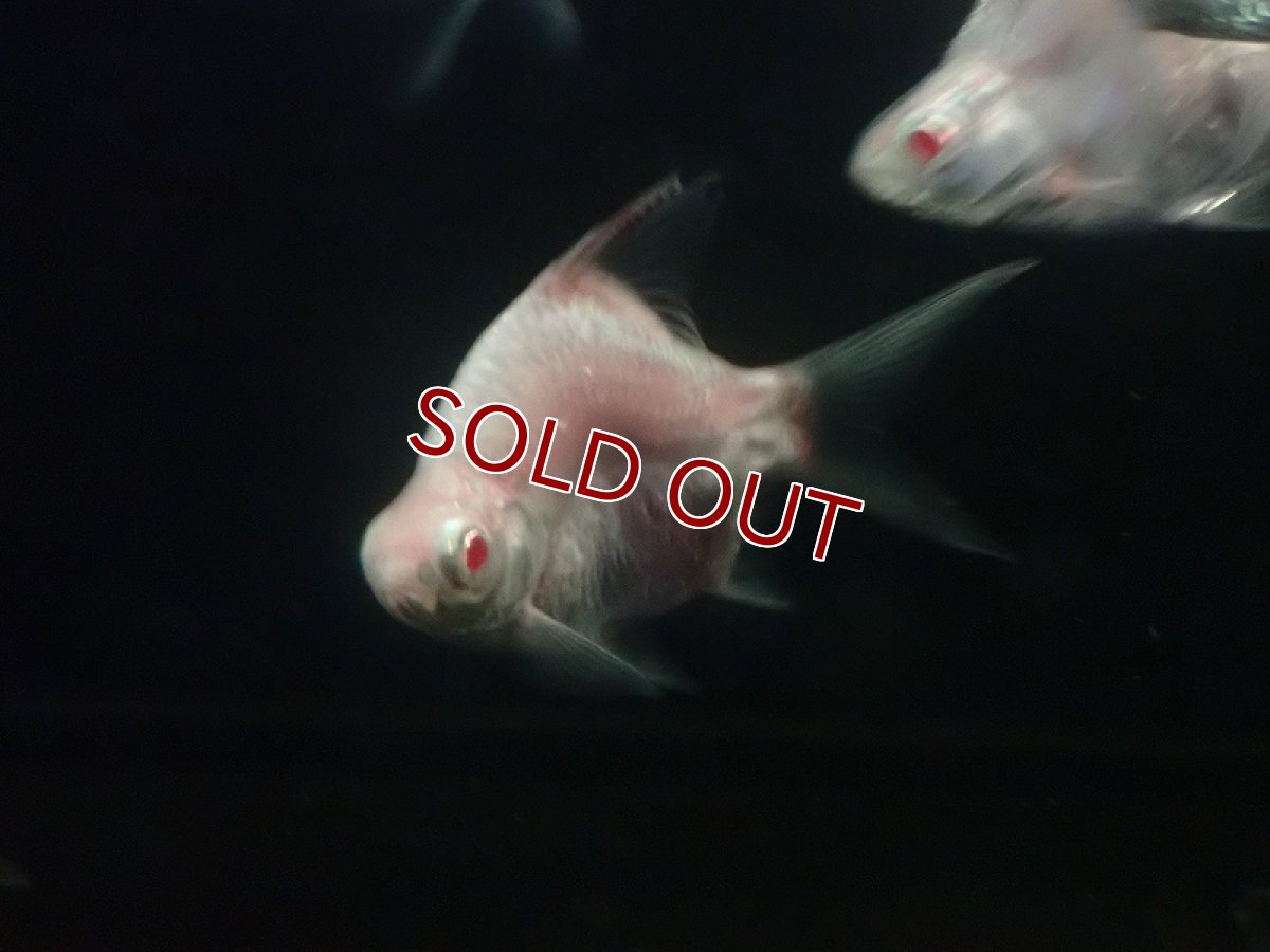 画像4: 【淡水魚】レア種 プラチナ ショートボディ アルビノバルブ【1匹 サンプル画像】(±7-10cm)（大型魚）（生体）（熱帯魚）NKO (4)