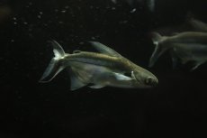 画像1: 【淡水魚】【通販】激レア ショートボディ ブラックイヤーパールン【1匹 サンプル画像】(±7-10cm)（大型魚）（生体）（熱帯魚）NKO (1)