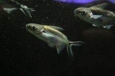 画像3: 【淡水魚】【通販】激レア ショートボディ ブラックイヤーパールン【1匹 サンプル画像】(±7-10cm)（大型魚）（生体）（熱帯魚）NKO (3)