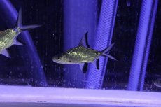 画像1: 【淡水魚】【通販】激レア ショートボディ シルバーシャーク【1匹 サンプル画像】(±6-8cm)（大型魚）（生体）（熱帯魚）NKO (1)