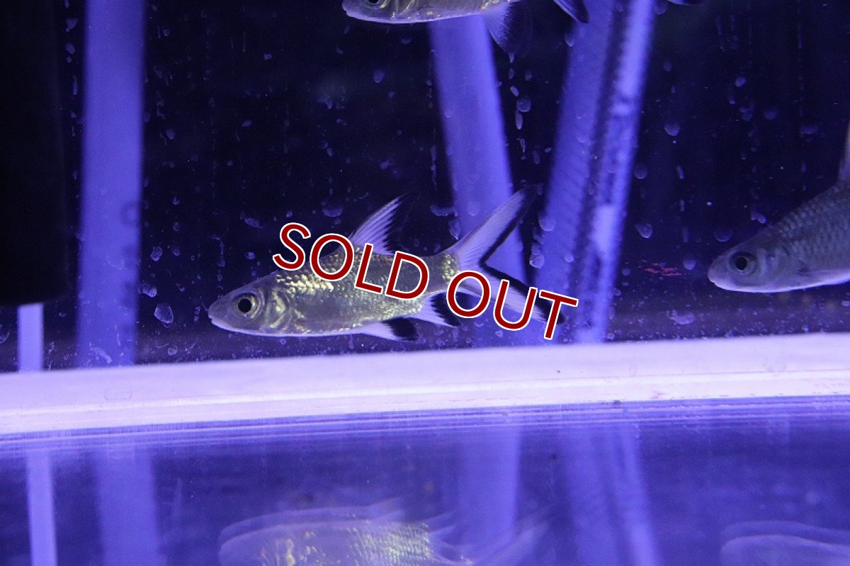 画像3: 【淡水魚】【通販】激レア ショートボディ シルバーシャーク【1匹 サンプル画像】(±6-8cm)（大型魚）（生体）（熱帯魚）NKO (3)