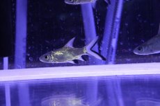 画像3: 【淡水魚】【通販】激レア ショートボディ シルバーシャーク【1匹 サンプル画像】(±6-8cm)（大型魚）（生体）（熱帯魚）NKO (3)