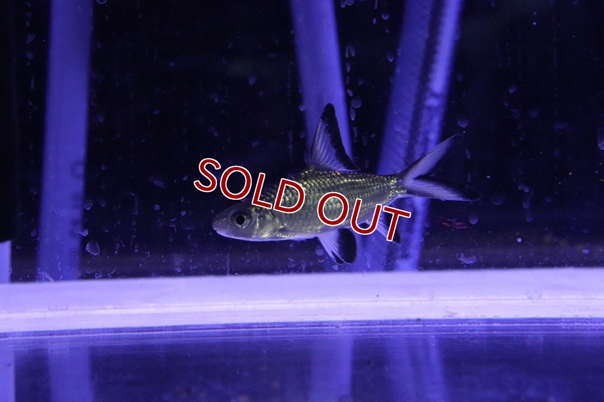 画像4: 【淡水魚】【通販】激レア ショートボディ シルバーシャーク【1匹 サンプル画像】(±6-8cm)（大型魚）（生体）（熱帯魚）NKO (4)