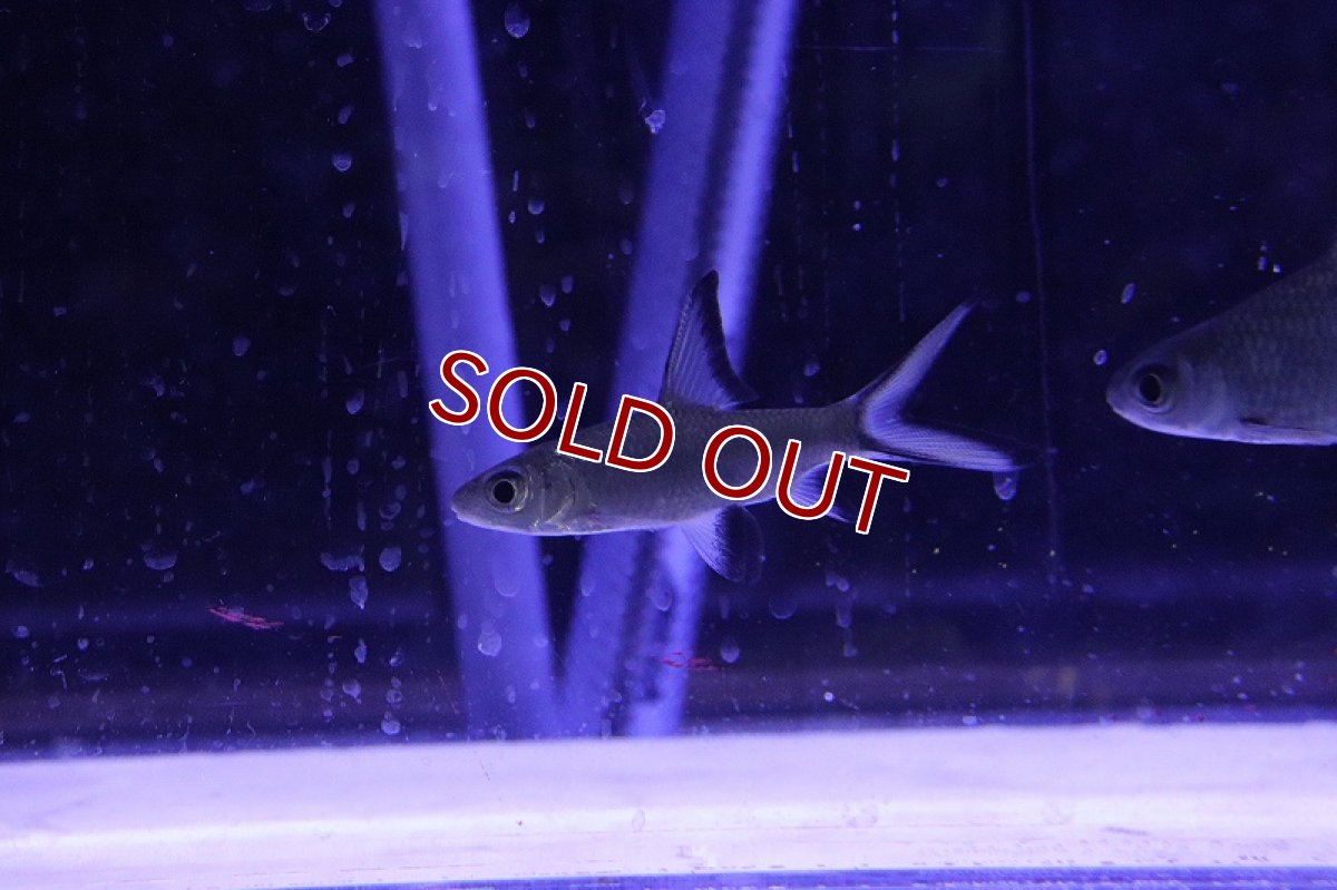 画像5: 【淡水魚】【通販】激レア ショートボディ シルバーシャーク【1匹 サンプル画像】(±6-8cm)（大型魚）（生体）（熱帯魚）NKO (5)