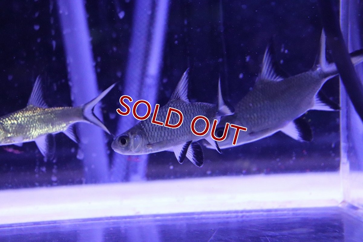 画像6: 【淡水魚】【通販】激レア ショートボディ シルバーシャーク【1匹 サンプル画像】(±6-8cm)（大型魚）（生体）（熱帯魚）NKO (6)