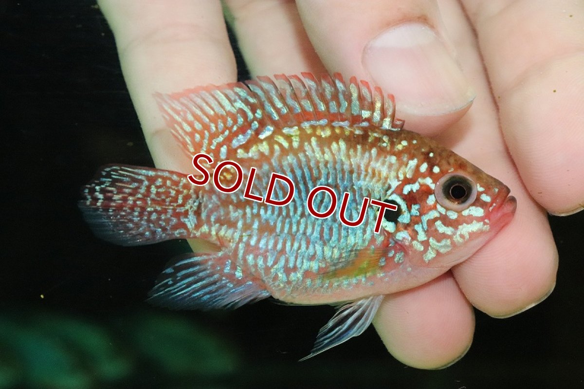 画像2: 【淡水魚】【通販】今回限定 爆安 バルーンブリリアントジュエルシクリッド【1匹 サンプル画像】(±6cm)（大型魚）（生体）（熱帯魚）NKO (2)