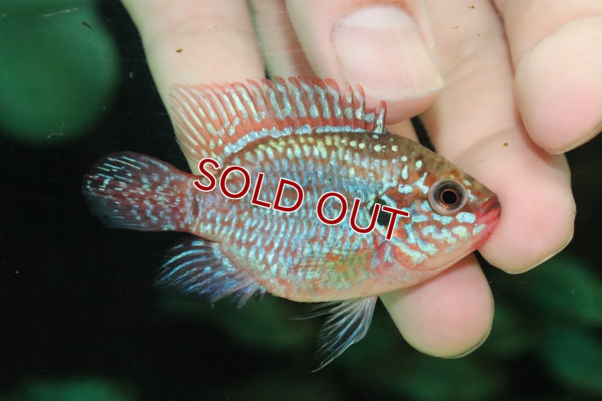 画像3: 【淡水魚】【通販】今回限定 爆安 バルーンブリリアントジュエルシクリッド【1匹 サンプル画像】(±6cm)（大型魚）（生体）（熱帯魚）NKO (3)