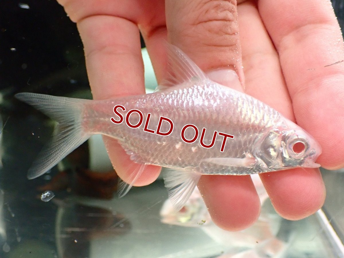 画像1: 【淡水魚】【通販】大特価 プラチナ レッドフィンバルブ【1匹 サンプル画像】(±4cm)（大型魚）（生体）（熱帯魚）NKO (1)