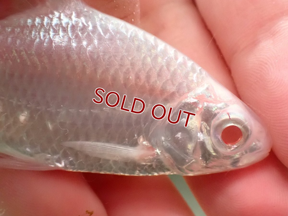 画像2: 【淡水魚】【通販】大特価 プラチナ レッドフィンバルブ【1匹 サンプル画像】(±4cm)（大型魚）（生体）（熱帯魚）NKO (2)