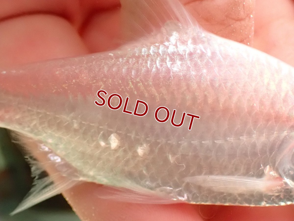 画像3: 【淡水魚】【通販】大特価 プラチナ レッドフィンバルブ【1匹 サンプル画像】(±4cm)（大型魚）（生体）（熱帯魚）NKO (3)