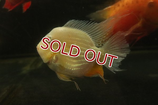 淡水魚】【通販】初入荷 ショートボディ アルビノヘッケリー【1匹