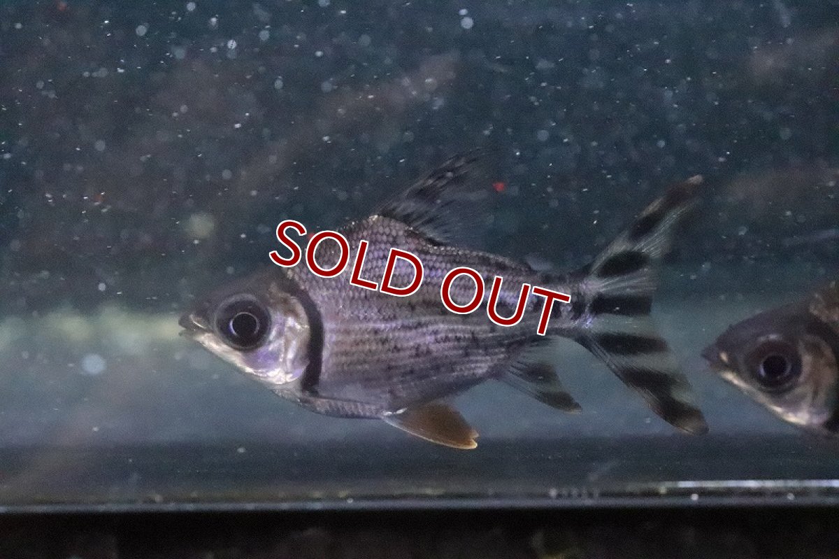 画像2: 【淡水魚】【通販】激安 ショートボディ カラープロキロダス【１匹 サンプル画像】(±5-6cm)(大型魚)(生体)(熱帯魚)NKO (2)