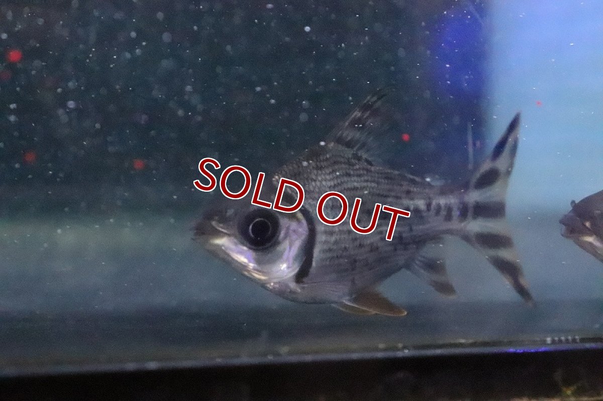 画像3: 【淡水魚】【通販】激安 ショートボディ カラープロキロダス【１匹 サンプル画像】(±5-6cm)(大型魚)(生体)(熱帯魚)NKO (3)