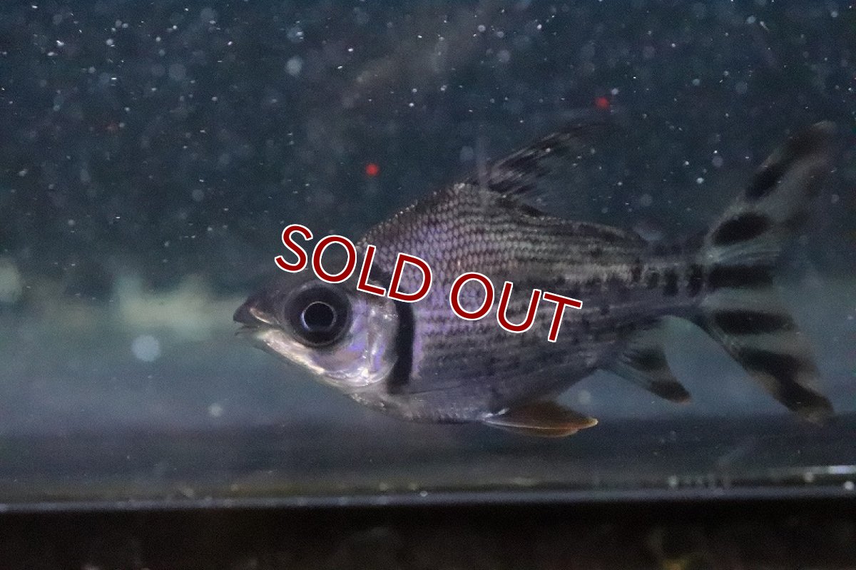 画像4: 【淡水魚】【通販】激安 ショートボディ カラープロキロダス【１匹 サンプル画像】(±5-6cm)(大型魚)(生体)(熱帯魚)NKO (4)