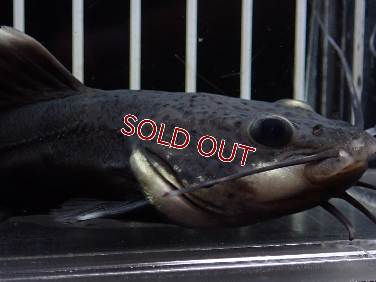 画像2: 【淡水魚】【通販】激レア ブラックレッドテールキャット【１匹 サンプル画像】(±15-17cm)(大型魚)(生体)(熱帯魚)NKO (2)