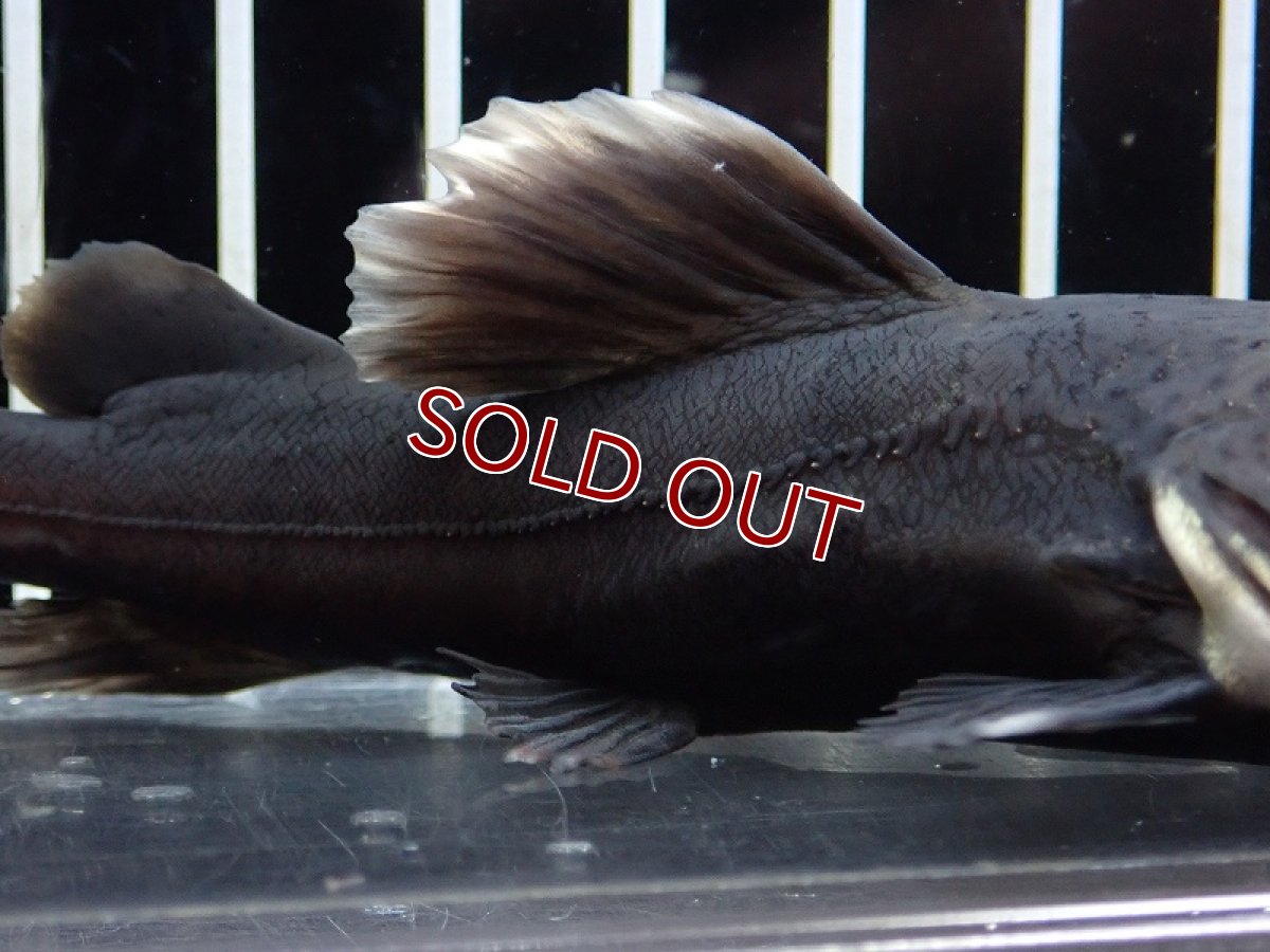 画像3: 【淡水魚】【通販】激レア ブラックレッドテールキャット【１匹 サンプル画像】(±15-17cm)(大型魚)(生体)(熱帯魚)NKO (3)