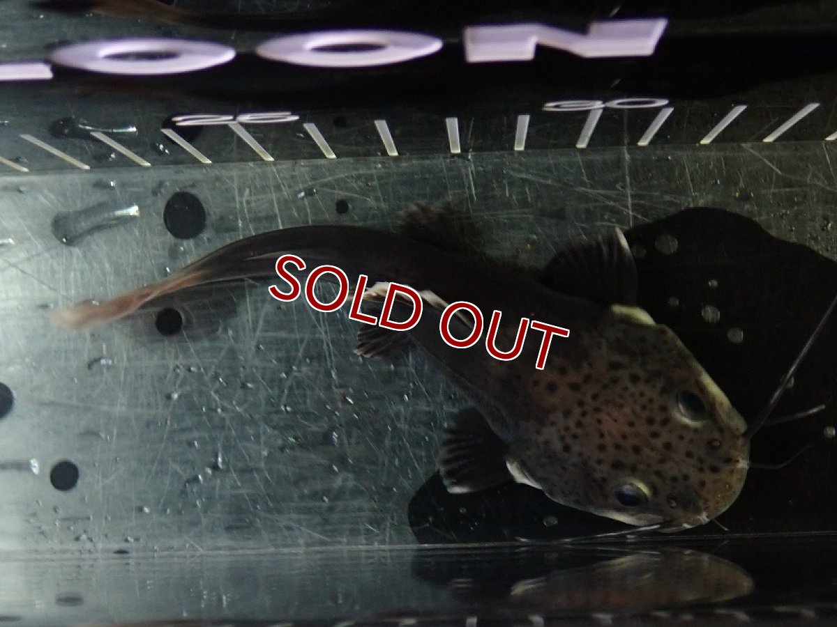 画像4: 【淡水魚】【通販】激レア ブラックレッドテールキャット【１匹 サンプル画像】(±15-17cm)(大型魚)(生体)(熱帯魚)NKO (4)