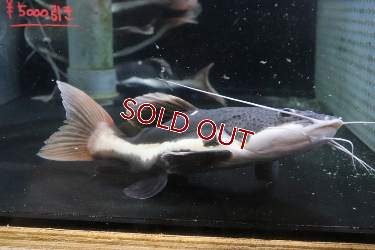 画像1: 【淡水魚】【通販】爆安 ショートボディ レッドテールキャット【１匹 サンプル画像】(±20-25cm)(大型魚)(生体)(熱帯魚)NKO (1)
