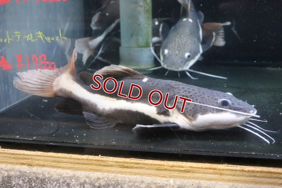 画像2: 【淡水魚】【通販】爆安 ショートボディ レッドテールキャット【１匹 サンプル画像】(±20-25cm)(大型魚)(生体)(熱帯魚)NKO (2)