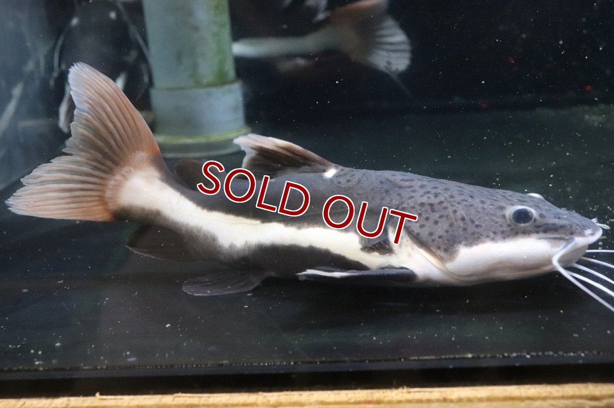 画像4: 【淡水魚】【通販】爆安 ショートボディ レッドテールキャット【１匹 サンプル画像】(±20-25cm)(大型魚)(生体)(熱帯魚)NKO (4)