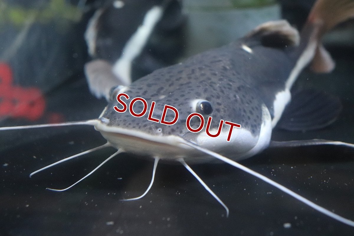 画像6: 【淡水魚】【通販】爆安 ショートボディ レッドテールキャット【１匹 サンプル画像】(±20-25cm)(大型魚)(生体)(熱帯魚)NKO (6)