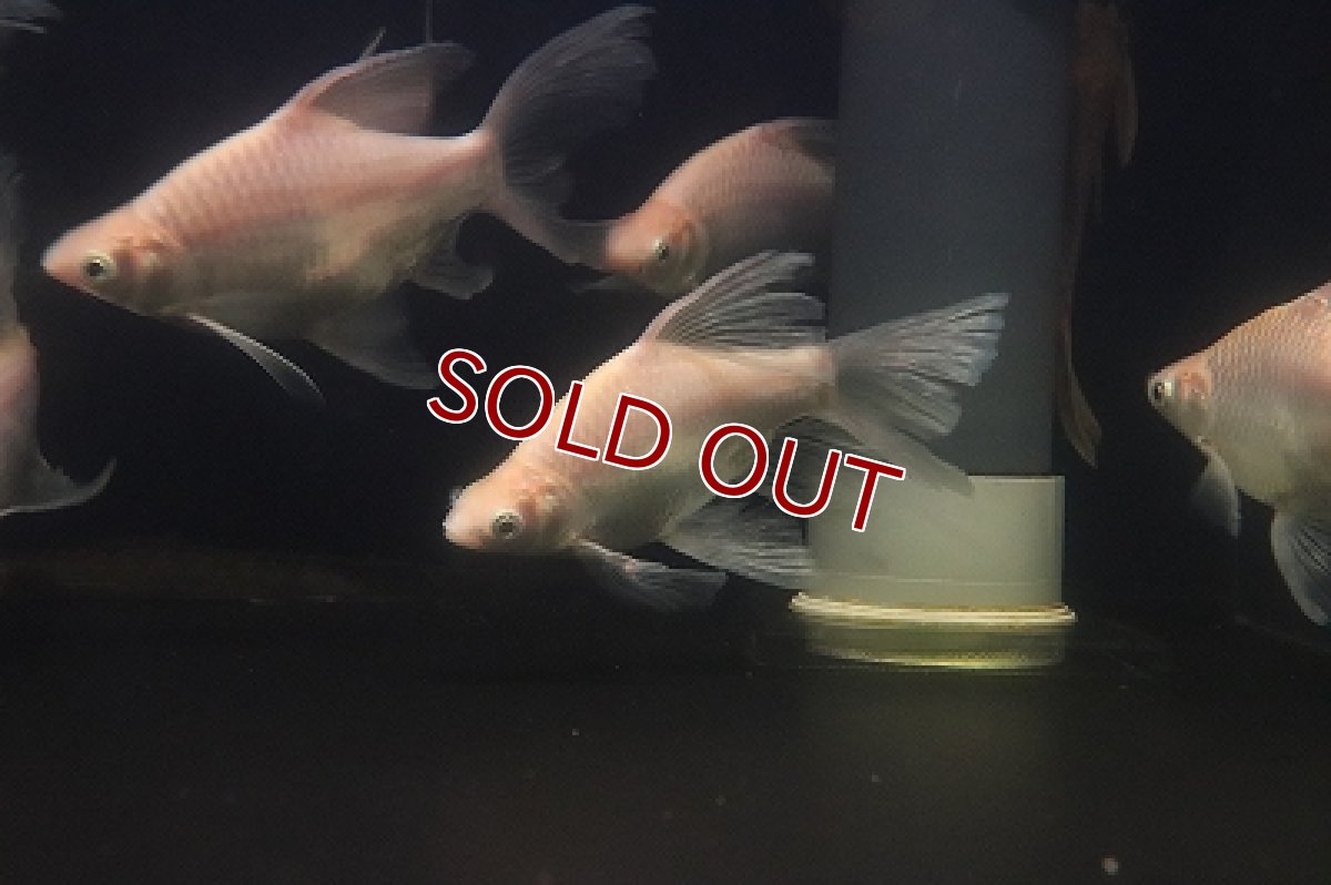 画像1: 【淡水魚】【通販】クソ食らいバルブ(プラチナショートボディ スーパーロングフィンバルブ)【１匹 サンプル画像】(大型魚)(生体)(熱帯魚)NKO (1)