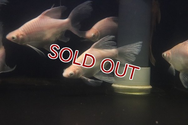 淡水魚】【通販】クソ食らいバルブ(プラチナショートボディ スーパー
