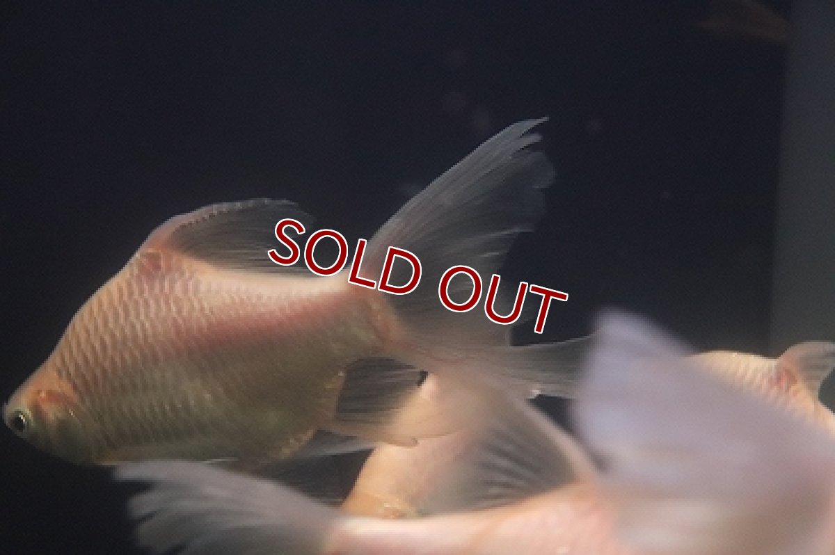 画像3: 【淡水魚】【通販】クソ食らいバルブ(プラチナショートボディ スーパーロングフィンバルブ)【１匹 サンプル画像】(大型魚)(生体)(熱帯魚)NKO (3)