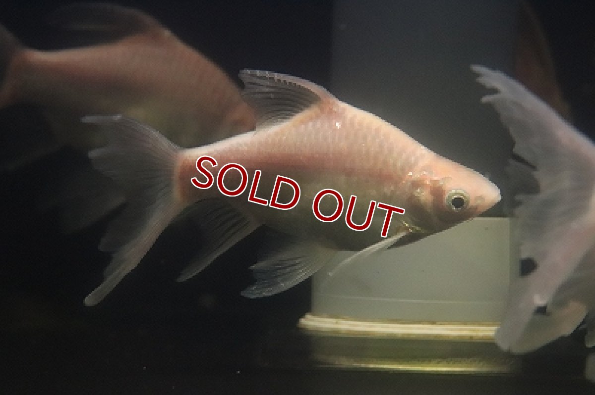 画像4: 【淡水魚】【通販】クソ食らいバルブ(プラチナショートボディ スーパーロングフィンバルブ)【１匹 サンプル画像】(大型魚)(生体)(熱帯魚)NKO (4)