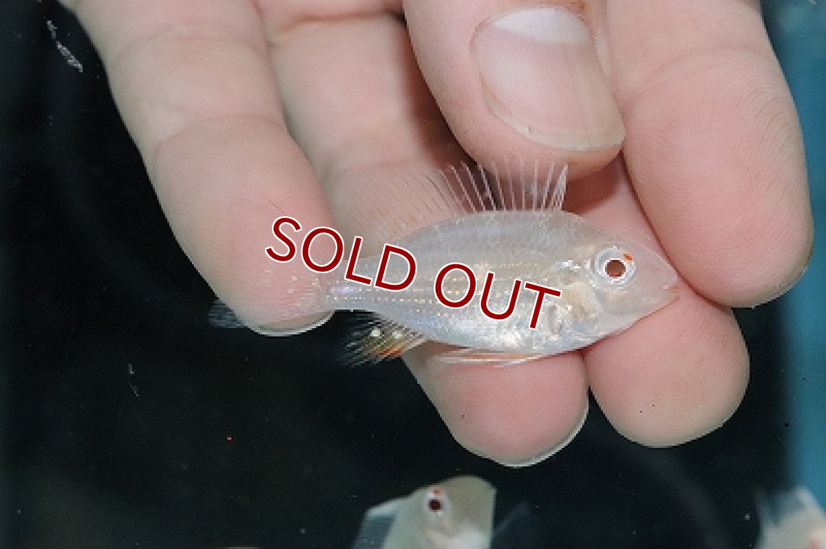 画像1: 【淡水魚】【通販】訳あり個体 激安 ショートボディ アルビノゲオファーガス【１匹 サンプル画像】(±5cm)(プレコ)(生体)(熱帯魚)NKP (1)