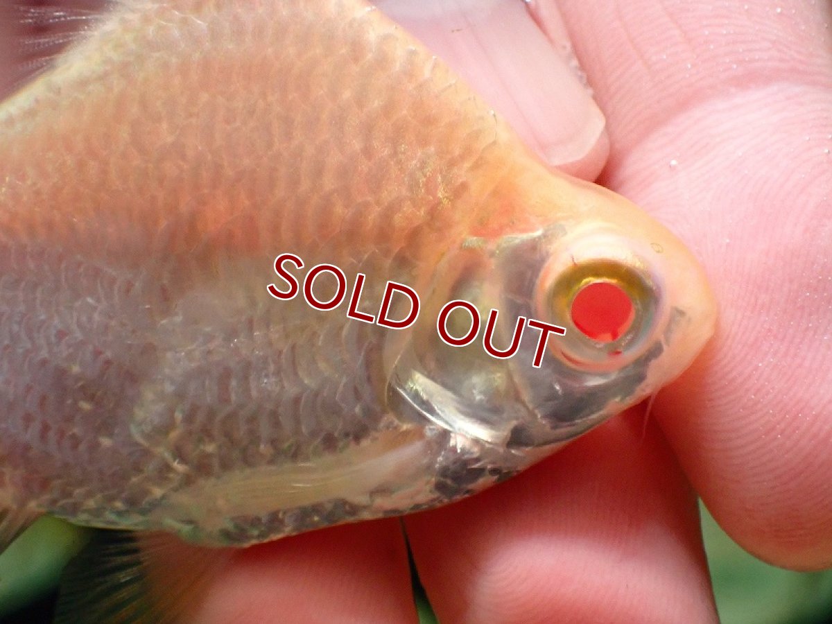 画像2: 【淡水魚】【通販】ショートボディ アルビノレッドフィンバルブ【１匹 サンプル画像】(±7-8cm)(大型魚)(生体)(熱帯魚)NKO (2)