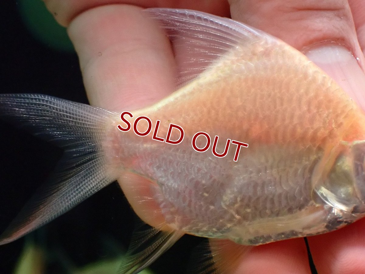 画像3: 【淡水魚】【通販】ショートボディ アルビノレッドフィンバルブ【１匹 サンプル画像】(±7-8cm)(大型魚)(生体)(熱帯魚)NKO (3)