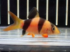 画像1: 【淡水魚】【通販】激安 ショートボディ クラウンローチ【１匹 サンプル画像】(±5-6cm)(大型魚)(生体)(熱帯魚)NKO (1)