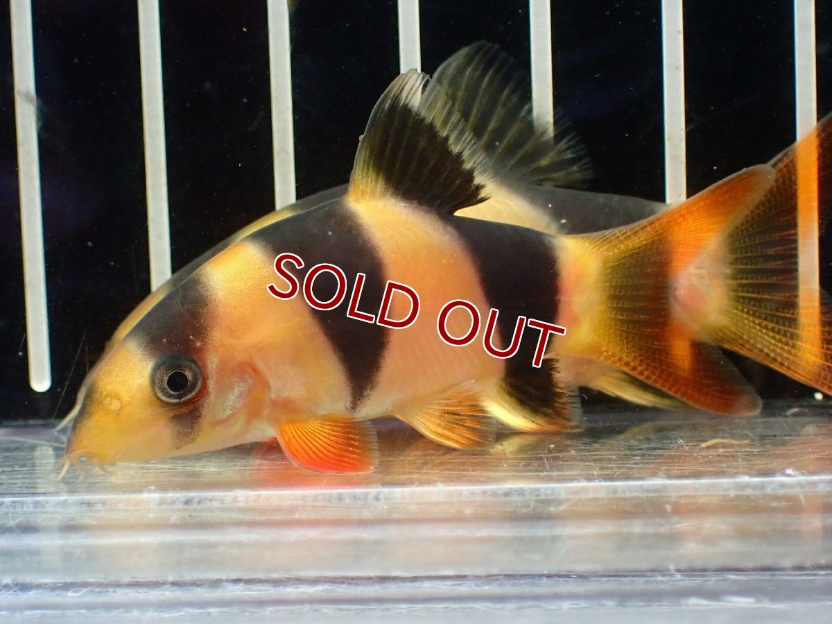 画像2: 【淡水魚】【通販】爆安期間限定 激安 ショートボディ クラウンローチ【１匹 サンプル画像】(±5-6cm)(大型魚)(生体)(熱帯魚)NKO (2)