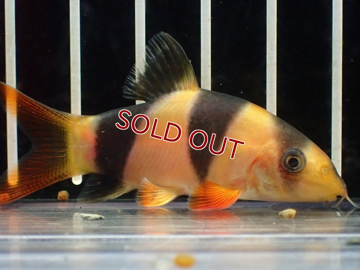 画像3: 【淡水魚】【通販】爆安期間限定 激安 ショートボディ クラウンローチ【１匹 サンプル画像】(±5-6cm)(大型魚)(生体)(熱帯魚)NKO (3)