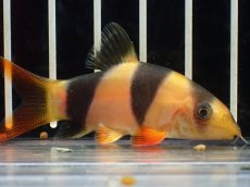 画像3: 【淡水魚】【通販】激安 ショートボディ クラウンローチ【１匹 サンプル画像】(±5-6cm)(大型魚)(生体)(熱帯魚)NKO (3)