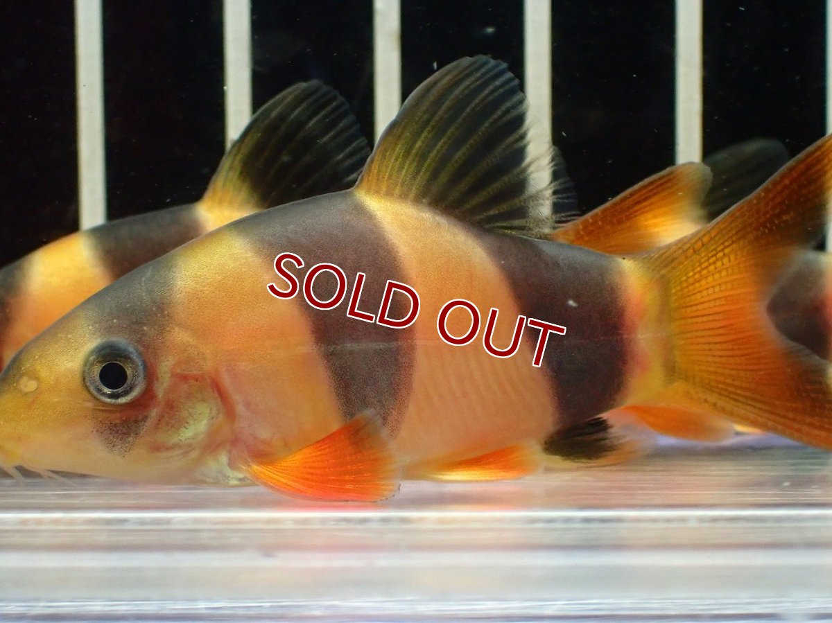 画像4: 【淡水魚】【通販】爆安期間限定 激安 ショートボディ クラウンローチ【１匹 サンプル画像】(±5-6cm)(大型魚)(生体)(熱帯魚)NKO (4)
