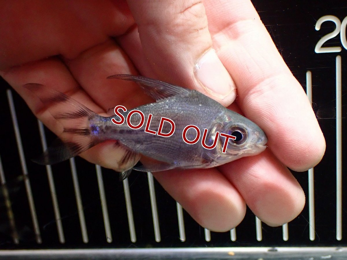 画像1: 【淡水魚】【通販】激安 ショートボディ カラープロキロダス【１匹 サンプル画像】(±6-8cm)(大型魚)(生体)(熱帯魚)NKO (1)