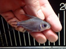 画像1: 【淡水魚】【通販】激安 ショートボディ カラープロキロダス【１匹 サンプル画像】(±6-8cm)(大型魚)(生体)(熱帯魚)NKO (1)