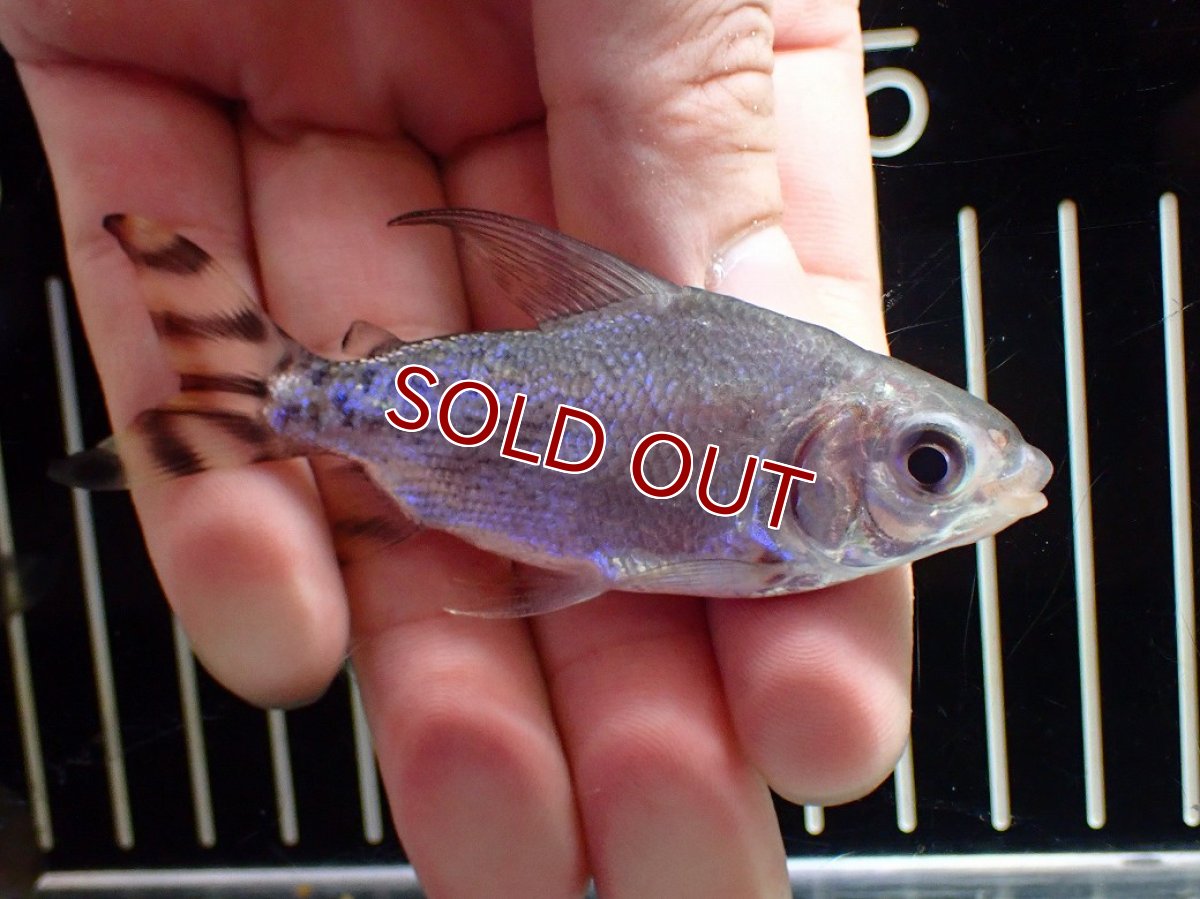 画像2: 【淡水魚】【通販】激安 ショートボディ カラープロキロダス【１匹 サンプル画像】(±6-8cm)(大型魚)(生体)(熱帯魚)NKO (2)