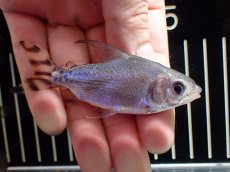 画像2: 【淡水魚】【通販】激安 ショートボディ カラープロキロダス【１匹 サンプル画像】(±6-8cm)(大型魚)(生体)(熱帯魚)NKO (2)