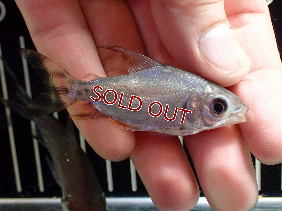 画像3: 【淡水魚】【通販】激安 ショートボディ カラープロキロダス【１匹 サンプル画像】(±6-8cm)(大型魚)(生体)(熱帯魚)NKO (3)